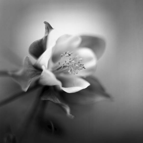 Columbine