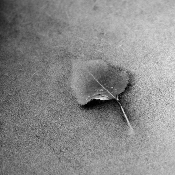 Leaf_in_ice