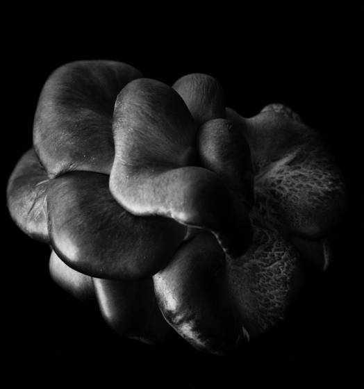 Oyster_mushroom