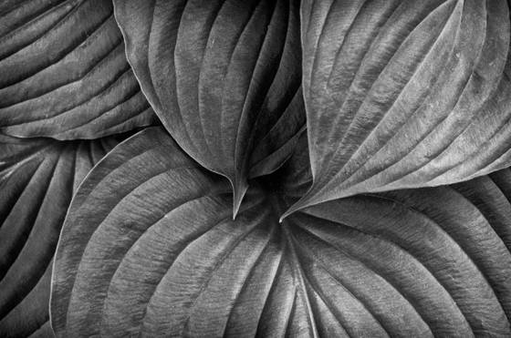 Hosta_leaves