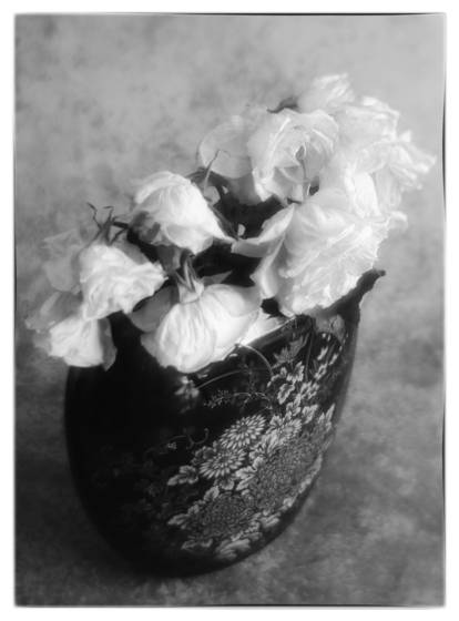 Soft_roses__1