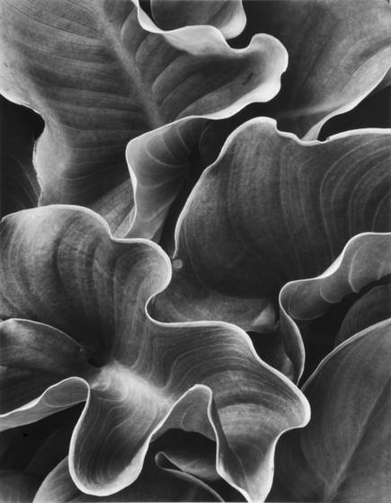 Calla_leaves