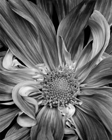 Dahlia