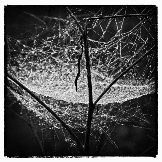 Dew_on_web