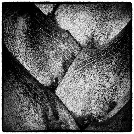 Palm_fronds