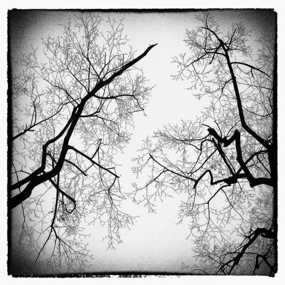 Winter_solace