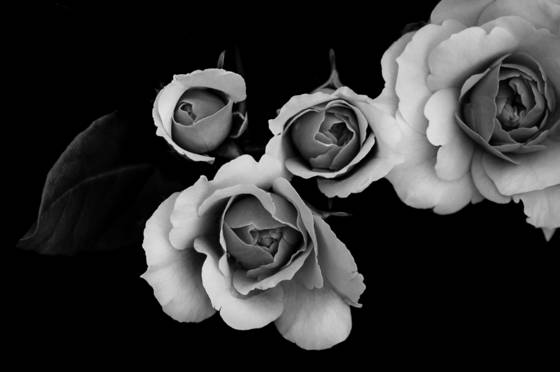Modern_floral