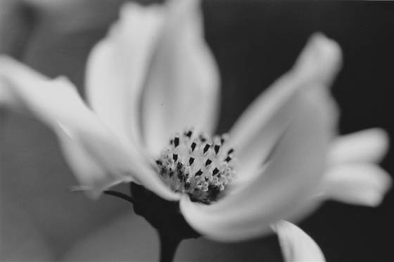 Cosmos