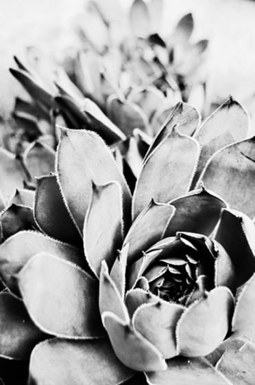 Succulent