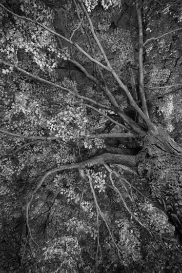 Chains_that_bind