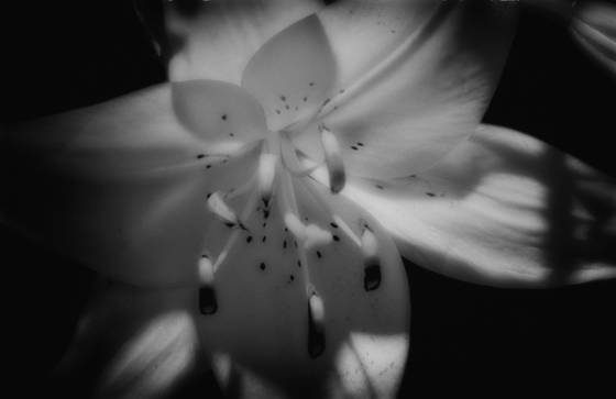 Film_noir