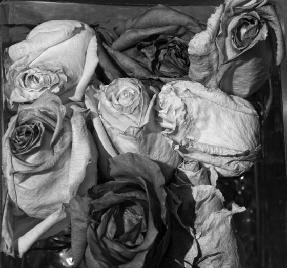 Old_roses