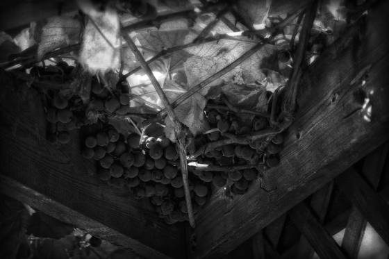Pergola