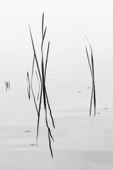 Grasses