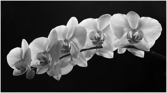 Refined_beauty