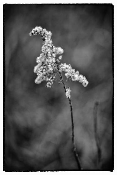 Soft_by_nature