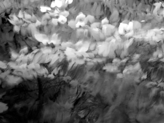 Reflecting_leaves