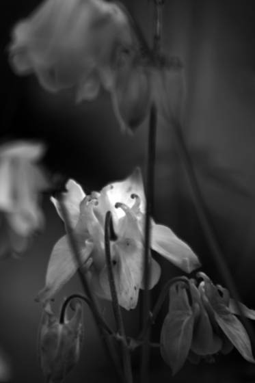 Aquilegia