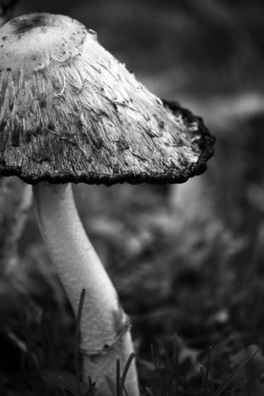 Shy_mushroom