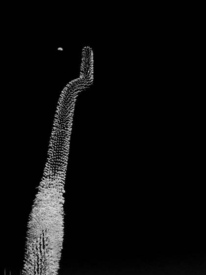 Moon_and_yucca