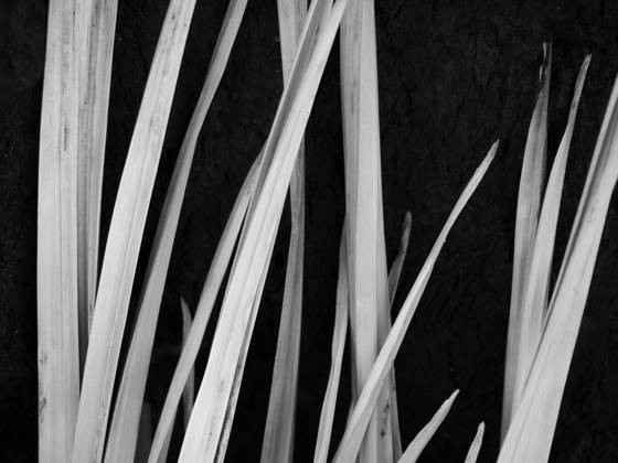 Burnt_yucca