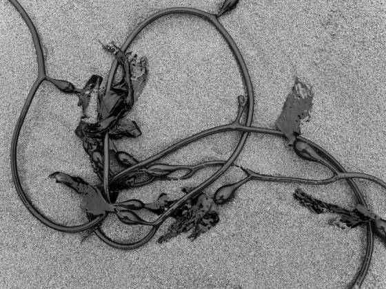 Looped_kelp