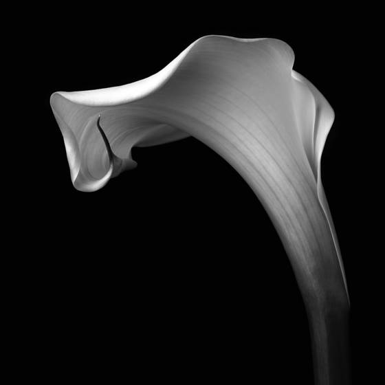 Arum_lily