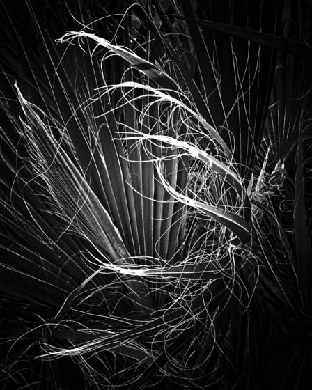 Desert_plant