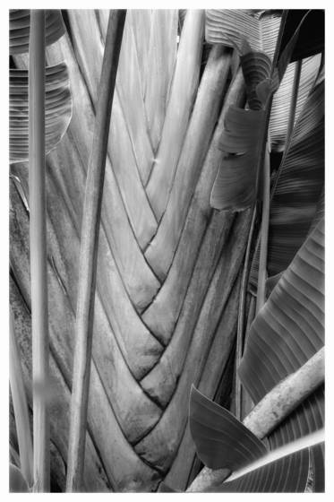 Traveler_s_palm