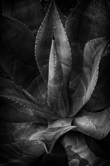 Aloe_study_1