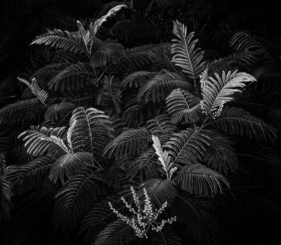 Sumac_study_5
