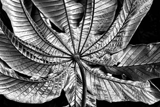 Silver_leaf