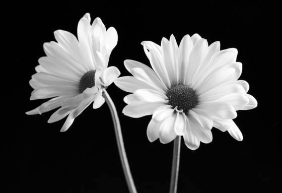 Two_daisies