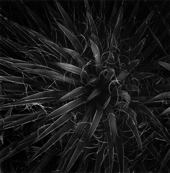 Narrowleaf_yucca