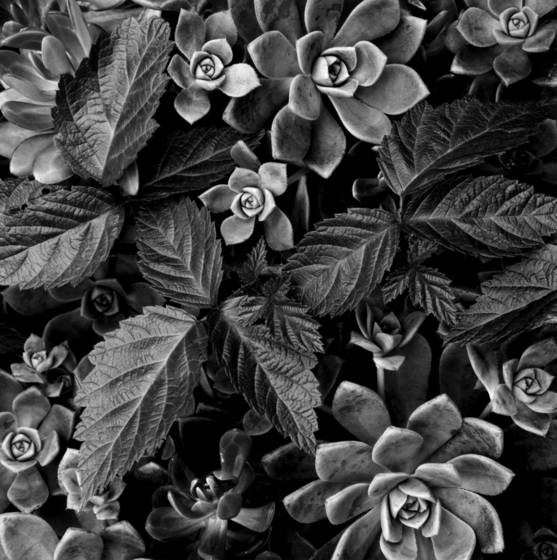 Succulents___berry_leaves