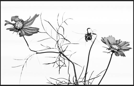 Season_s_last_cosmos