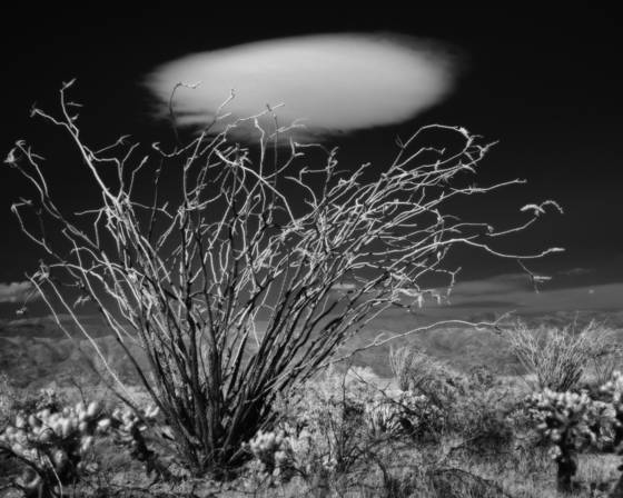 Ocotillo