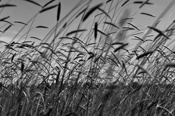 Grasses