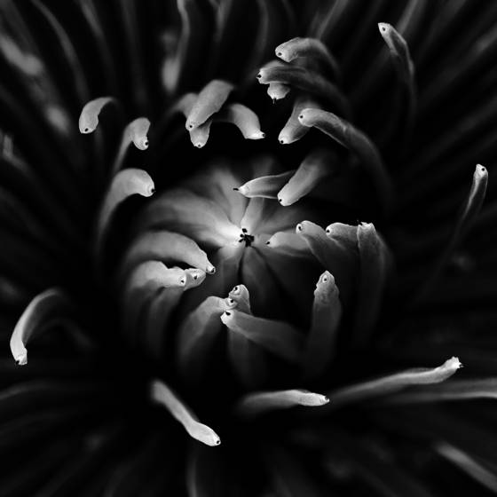Agave