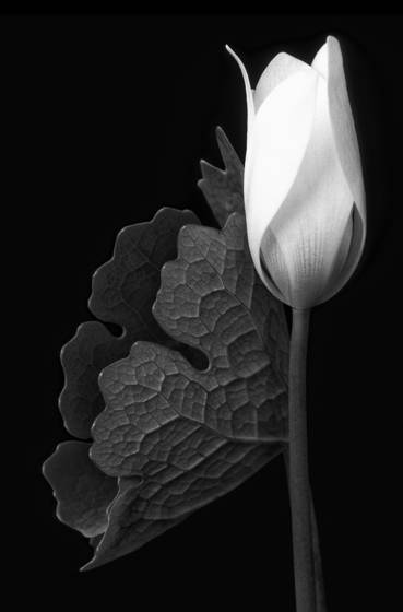 Bloodroot