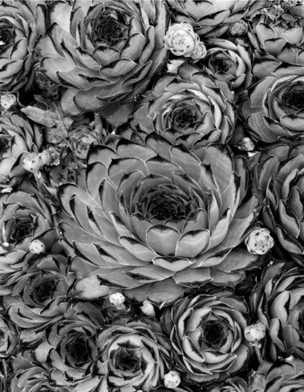 Succulents