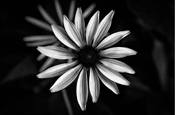 Coneflower