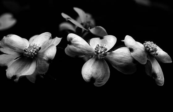 Dogwood