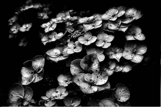 Hydrangea