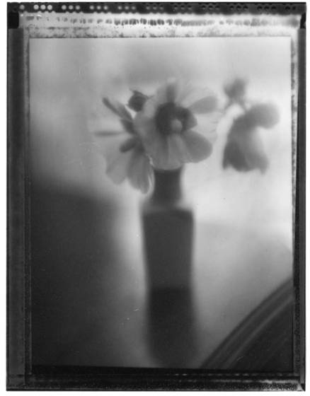 Through_hollyhock