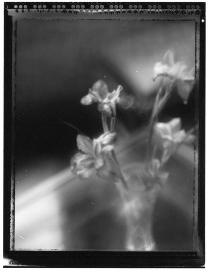 Through_iris