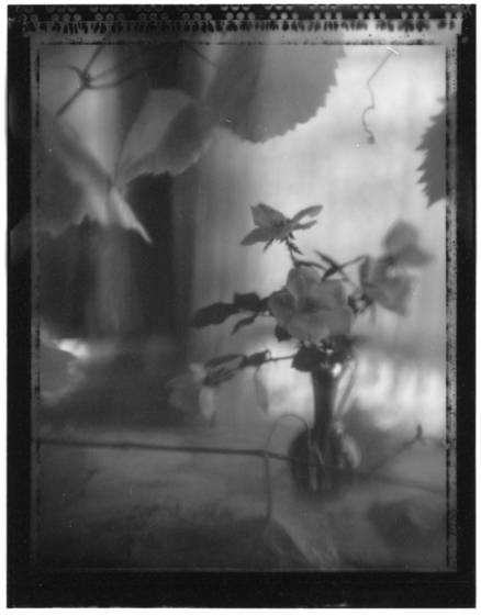 Through_rose