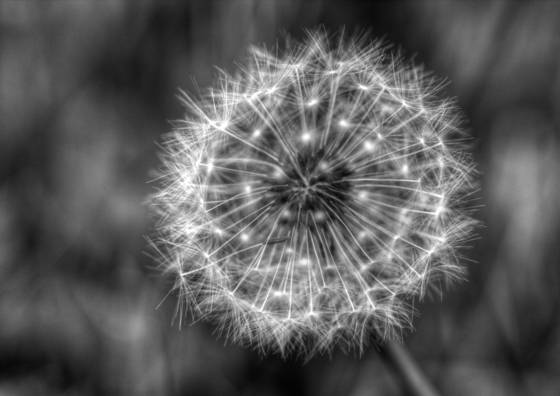 Dandelion