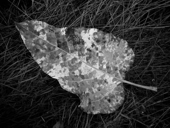 Leaf_in_bay_park
