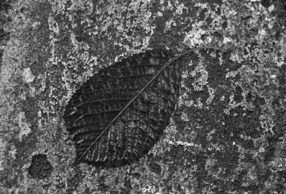 Dissolving_leaf